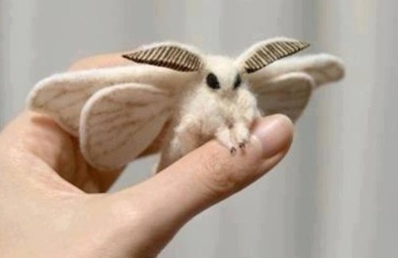 Foto motýlka koluje internetem. Foto motýlka koluje internetem.