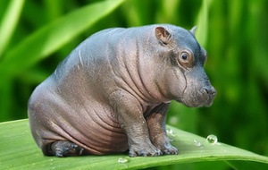 Hipo