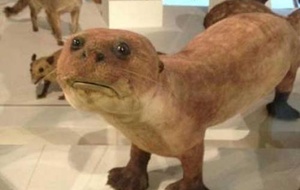 badtaxidermy.com
