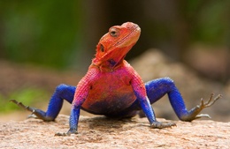 Agama mwanzae Agama mwanzae