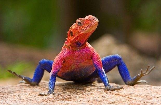 Agama mwanzae