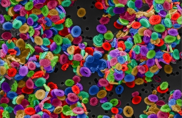 Nanoplankton. © FEI Company Nanoplankton. © FEI Company