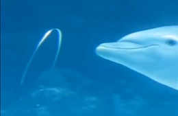 delfini kolečko delfini kolečko