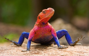 Agama mwanzae