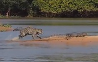 Jaguár zakousne kajmana