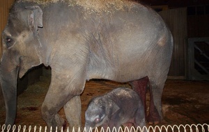 zoo ostrqva