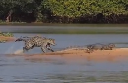 Jaguár zakousne kajmana Jaguár zakousne kajmana