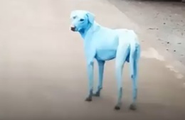modří psi modří psi